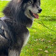 Thiemo participe au concours pour gagner de l'argent avec cette photo : alert, animal, black_fur, blue_eyes, canine, dog, flowers, fluffy, garden, grass, harness, leaves, nature, outdoor, pet, side_view, sitting, sunlight, tongue_out, white_fur