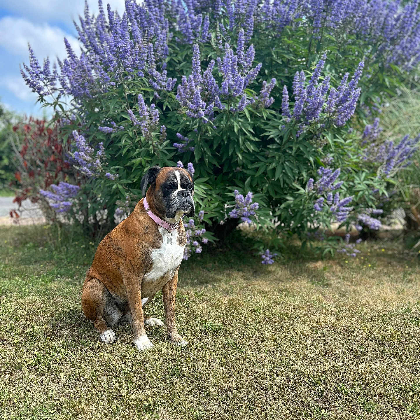 Nikita a rejoint le concours — aidez-le/la à gagner de superbes lots ! animal, boxer, bulldog, canine, dog, field, flower, geranium, grass, grassland, herbal, herbs, nature, outdoors, pet, plant, purple, tree, vegetation, yard