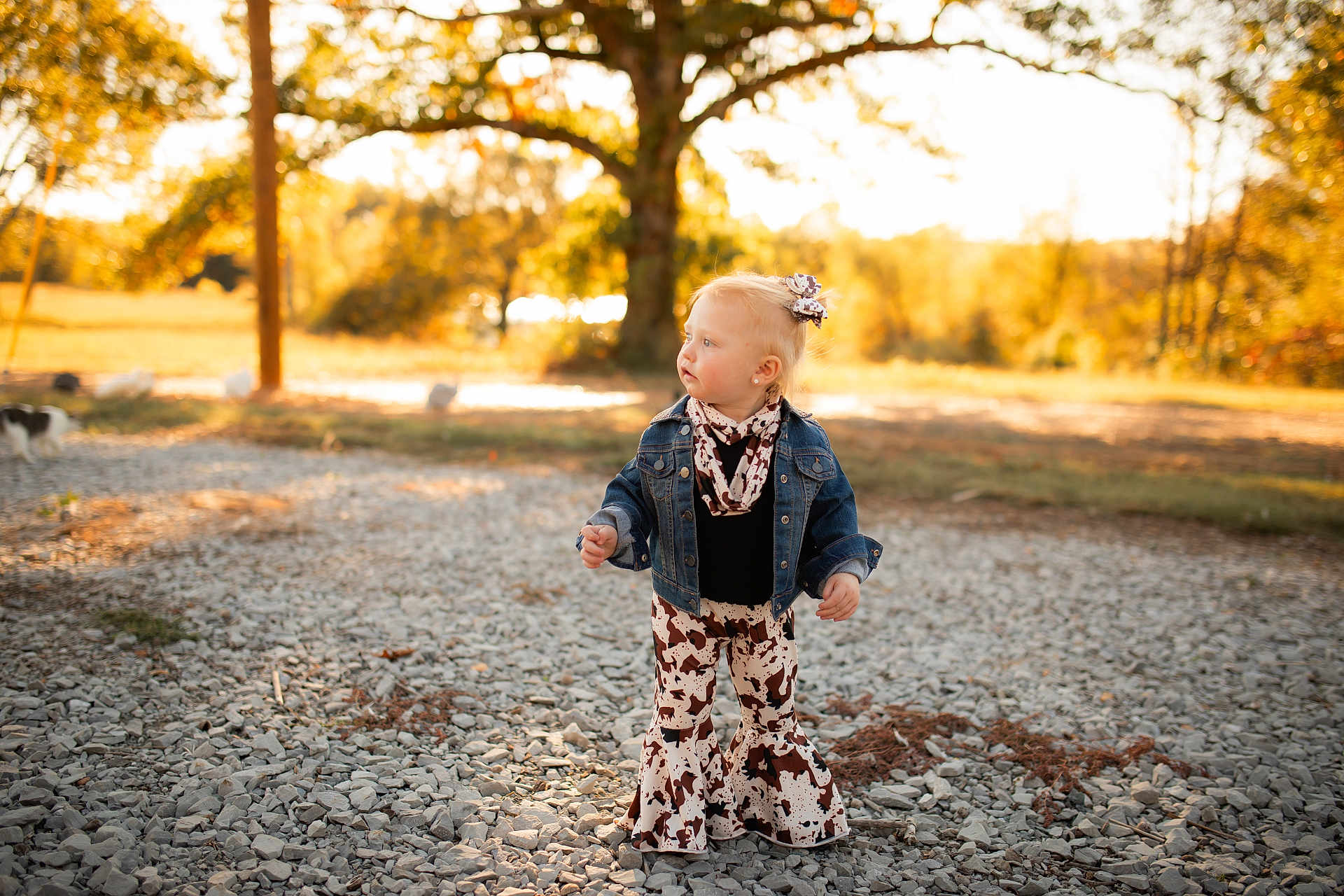 Willow is registered to the contest to win money with this photo: toddler, child, denim_jacket, cow_print, bell_bottom_pants, scarf, blonde_hair, hair_bow, outdoor, gravel, tree, autumn, sunlight, nature, portrait, standing, curious, young_child, fashion, rural