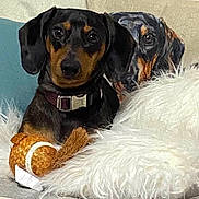 Nemo is registered to the contest to win money with this photo: dog, dachshund, toy, plush_toy, pillow, couch, furniture, indoor, pet, animal, fur, black_and_brown, collar, relaxed, cute, small_dog, fluffy_pillow, decor, household, companion
