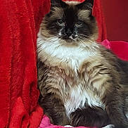 Chunky Choo Choo is registered to the contest to win money with this photo: cat, fluffy, feline, pet, animal, relaxed, sitting, indoor, fur, brown, white, black, face, whiskers, paw, blanket, red, pink, cozy, portrait