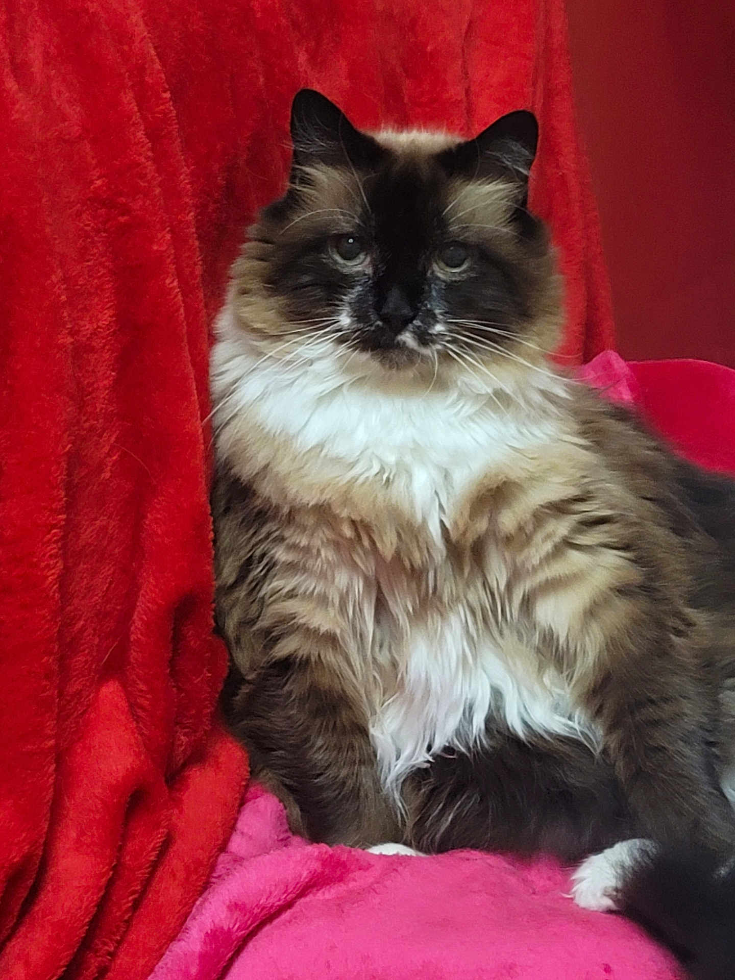 Chunky Choo Choo is registered to the contest to win money with this photo: cat, fluffy, feline, pet, animal, relaxed, sitting, indoor, fur, brown, white, black, face, whiskers, paw, blanket, red, pink, cozy, portrait