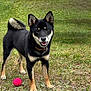 Valka participe au concours pour gagner de l'argent avec cette photo : animal, ball, black_tan, canine, collar, dog, ears_up, fur, grass, happy, mammal, nature, outdoor, pet, playful, shiba_inu, smiling, standing, tongue_out, toy