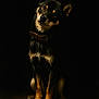 alert, animal, black_background, brown_fur, canine, close_up, collar, curious, cute, dark, dog, domestic_animal, ears_up, fur_texture, indoor, looking_up, pet, portrait, sitting, studio_lighting