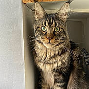 Yoshi participe au concours pour gagner de l'argent avec cette photo : alert, animal, cat, closeup, cozy, cute, domestic_cat, ears, face, feline, fur, green_eyes, indoor, looking, pet, portrait, sitting, striped, tabby, whiskers