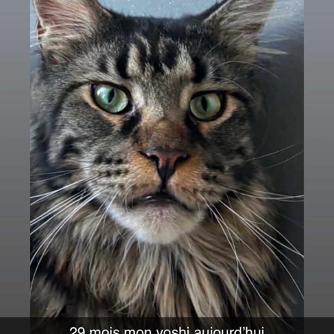 Yoshi