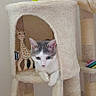 cat, kitten, cat_tree, toy_giraffe, toy_ball, toy_mouse, indoor, pet, fur, curious, cat_house, scratching_post, beige, feline, animal, playful, resting, cozy, cute, pet_accessory