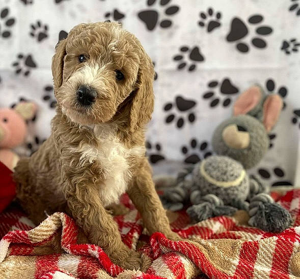 Hobi is registered to the contest to win money with this photo: canidae, carnivore, companion_dog, dog, dog_breed, fawn, fur, linens, pattern, small_terrier, sporting_group, stuffed_toy, tableware, terrestrial_animal, terrier, toy, toy_dog, water_dog, working_animal, woven_fabric