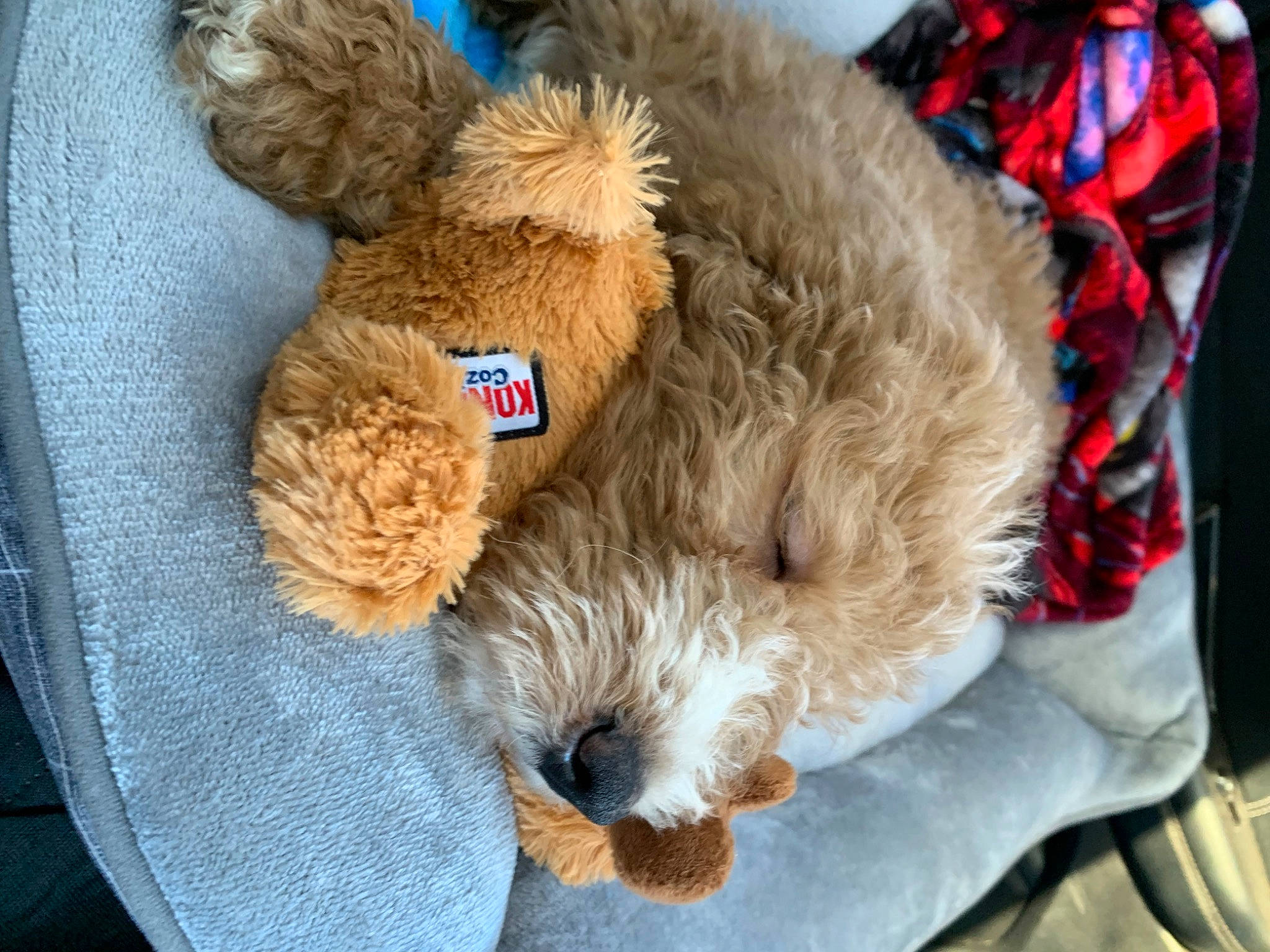 Hobi is registered to the contest to win money with this photo: baby_toys, bear, canidae, companion_dog, dog_breed, dog_toy, felidae, fur, labradoodle, liver, sheep, sporting_group, stuffed_toy, tail, teddy_bear, terrier, textile, toy, toy_dog, working_animal