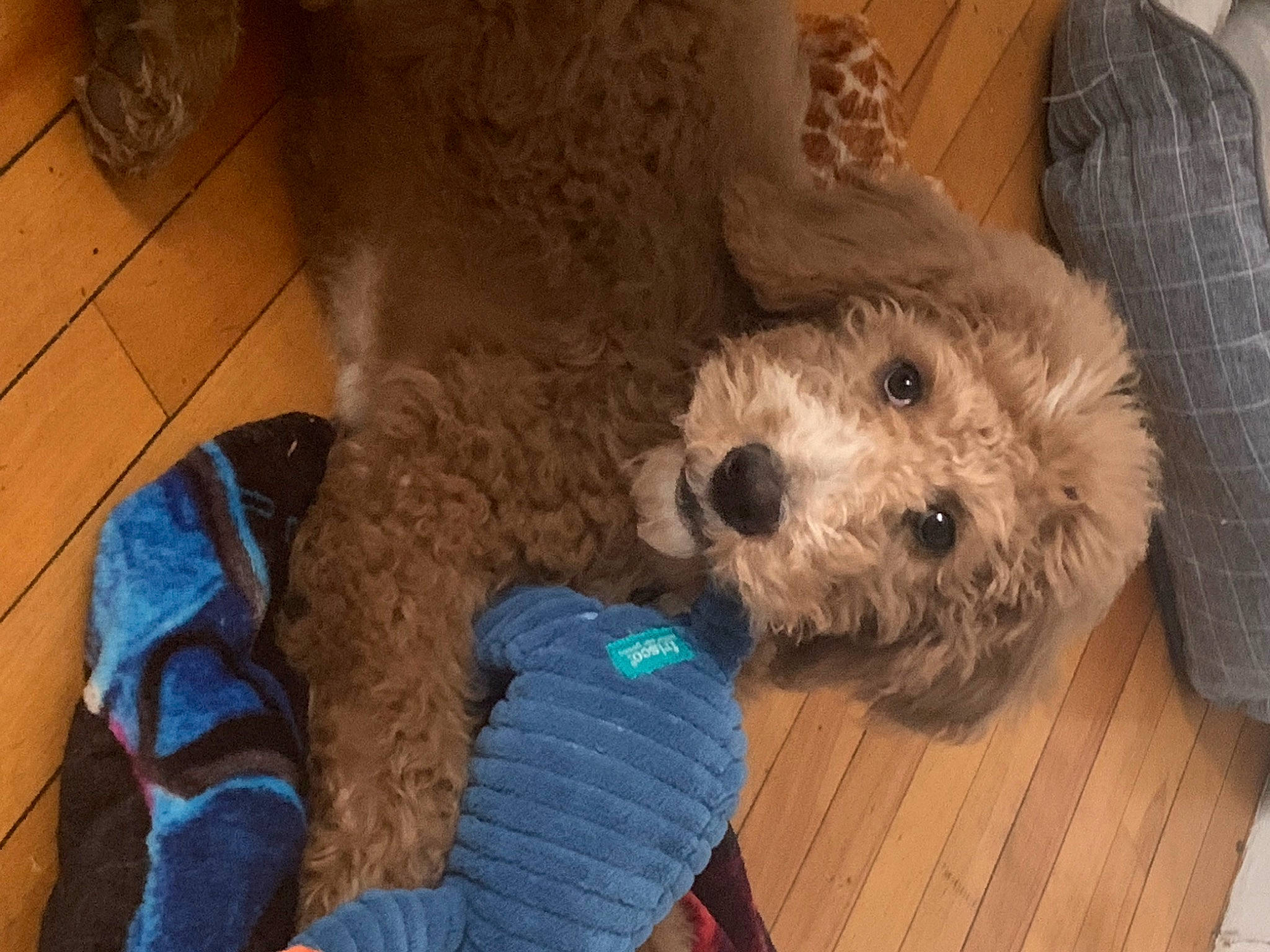 Hobi joined the competition — help win amazing prizes! canidae, carnivore, companion_dog, dog, dog_breed, dog_clothes, dog_supply, fawn, flooring, fur, hardwood, labradoodle, shih_poo, small_terrier, snout, sporting_group, terrier, toy_dog, wood, working_animal