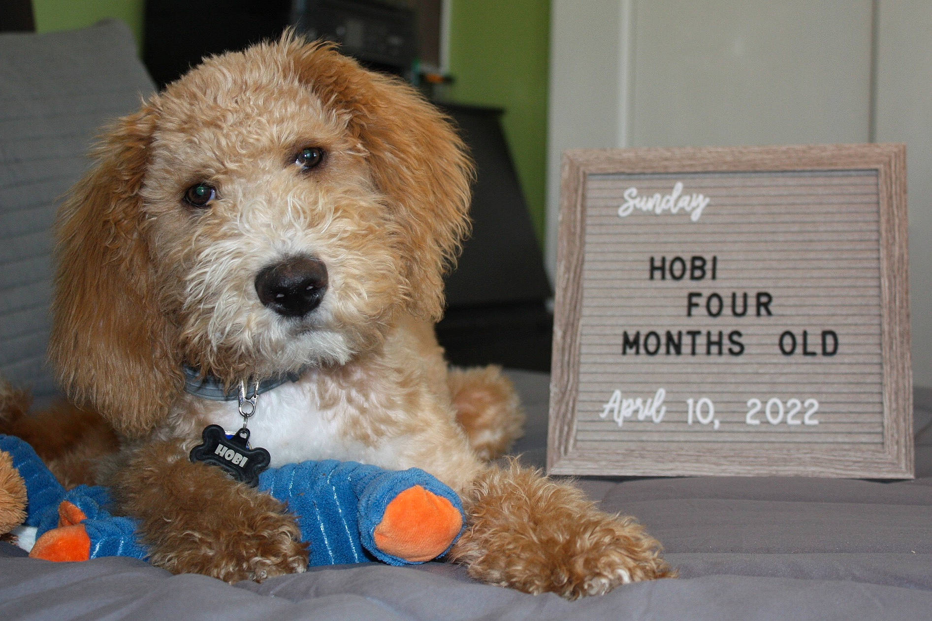 Hobi joined the competition — help win amazing prizes! canidae, carnivore, companion_dog, dog, dog_breed, dog_supply, event, fawn, fur, labradoodle, pet_supply, poodle_crossbreed, small_terrier, snout, sporting_group, stuffed_toy, terrestrial_animal, terrier, toy, toy_dog