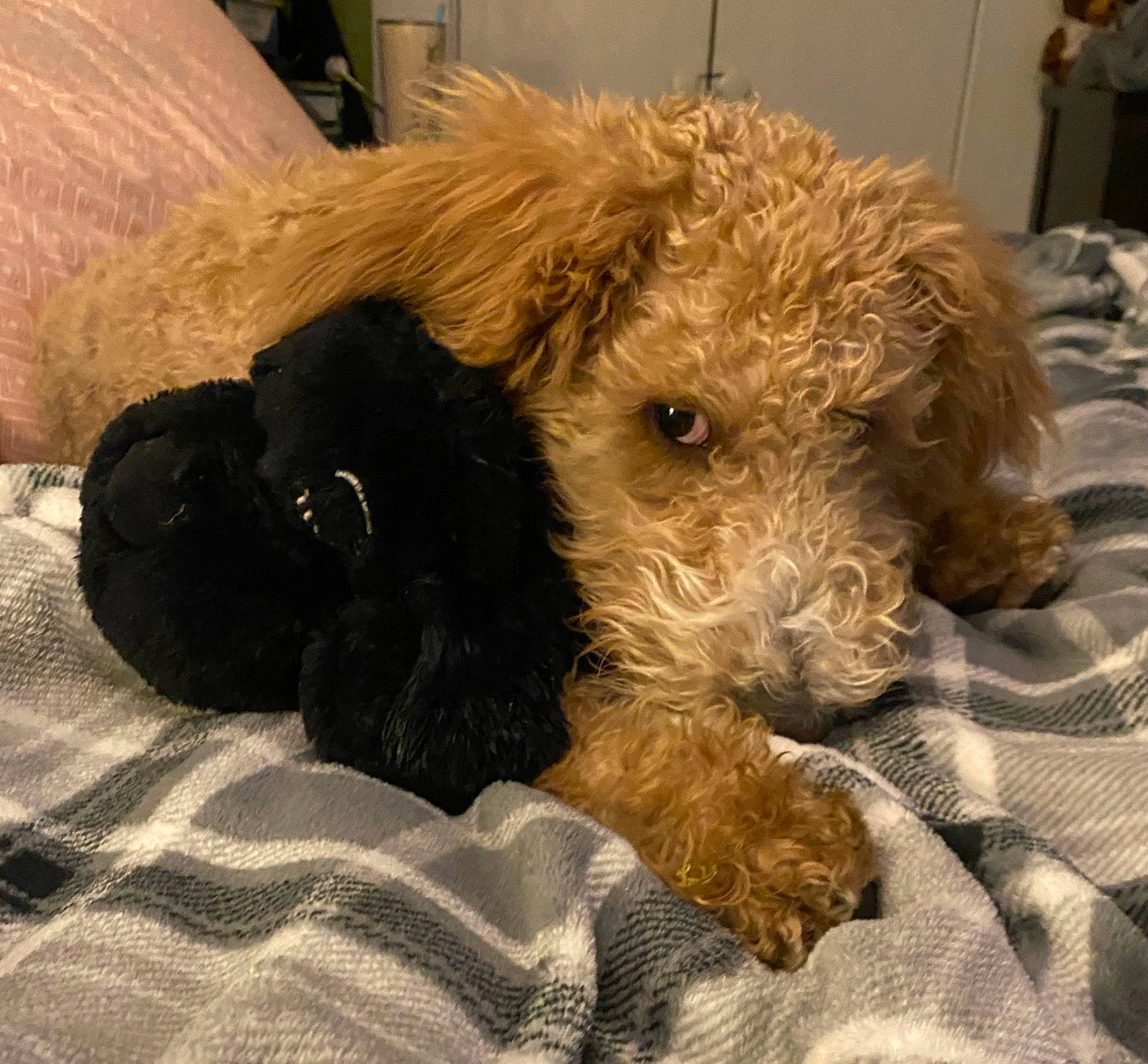 Hobi is registered to the contest to win money with this photo: airedale_terrier, canidae, carnivore, comfort, companion_dog, dog, dog_breed, fawn, fur, irish_terrier, lakeland_terrier, small_terrier, snout, sporting_group, terrestrial_animal, terrier, toy, water_dog, welsh_terrier, working_animal