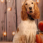 Kala participe au concours pour gagner de l'argent avec cette photo : dog, golden_retriever, long_ears, sitting, tongue_out, fur, pet, cozy, autumn, pumpkins, wooden_background, lights, indoors, cute, animal, portrait, friendly, fluffy, decor, warm_lighting