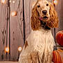 dog, golden_retriever, long_ears, sitting, tongue_out, fur, pet, cozy, autumn, pumpkins, wooden_background, lights, indoors, cute, animal, portrait, friendly, fluffy, decor, warm_lighting