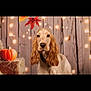 Kala a rejoint le concours — aidez-le/la à gagner de superbes lots ! dog, cocker_spaniel, pet, animal, autumn, pumpkin, fall, decor, lights, wooden_background, portrait, cute, fur, ears, indoors, seasonal, orange, brown, cozy, calm