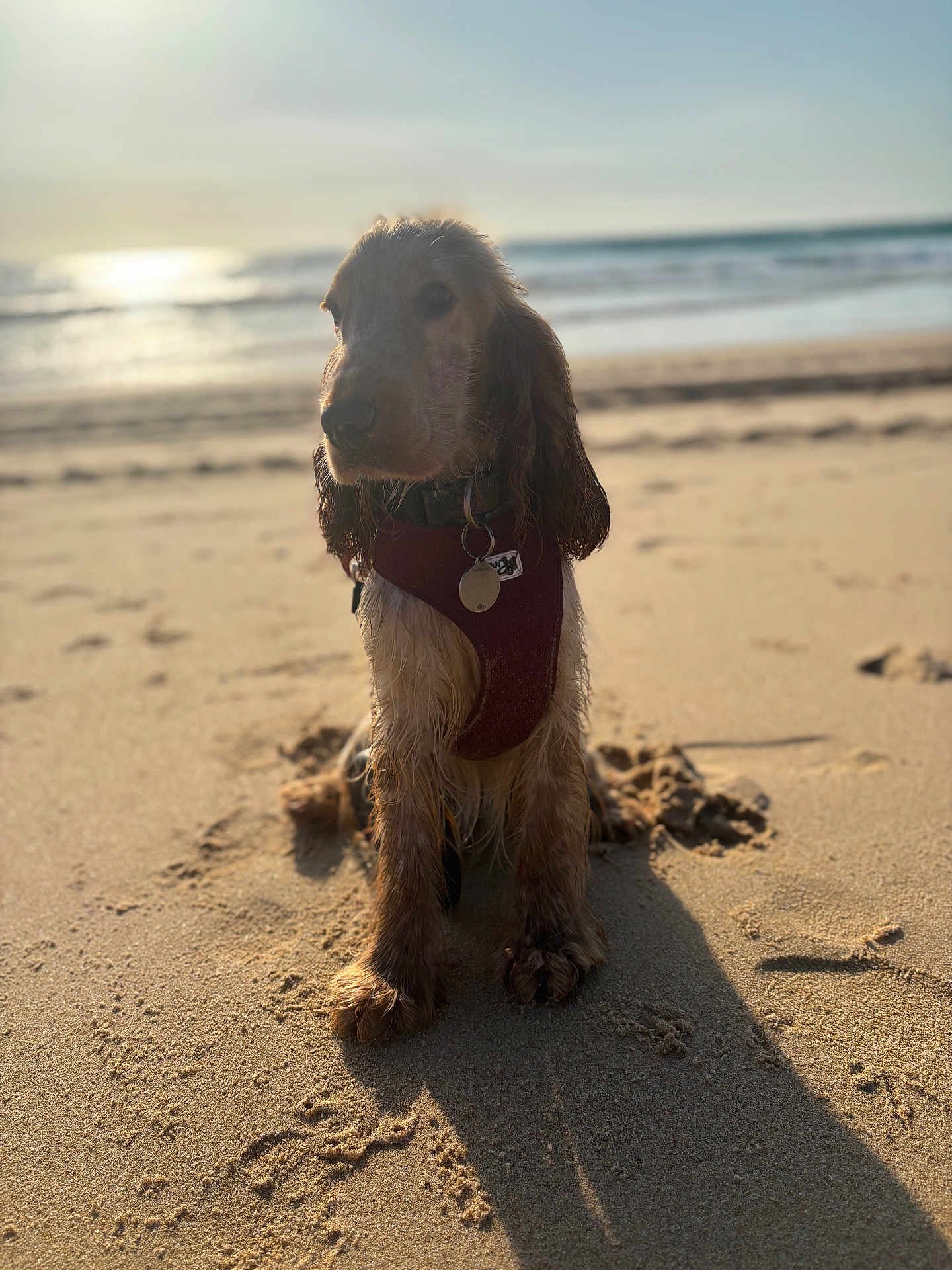 Kala participe au concours pour gagner de l'argent avec cette photo : dog, beach, sand, ocean, water, sunlight, shadow, harness, pet, animal, outdoor, sea, waves, canine, sunset, nature, mammal, daytime, coast, relaxing