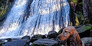 Kala a rejoint le concours — aidez-le/la à gagner de superbes lots ! dog, waterfall, rocks, forest, trees, moss, nature, outdoor, canine, wet, muddy, landscape, scenic, leash, adventure, sunlight, water, wildlife, animal, travel