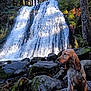 dog, waterfall, rocks, forest, trees, moss, nature, outdoor, canine, wet, muddy, landscape, scenic, leash, adventure, sunlight, water, wildlife, animal, travel