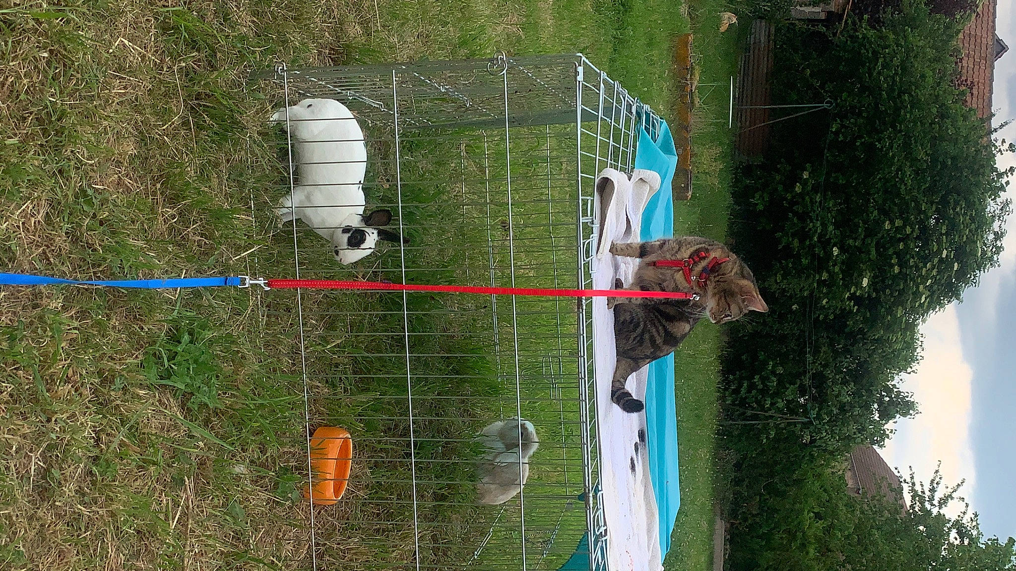 Calipso participe au concours pour gagner de l'argent avec cette photo : grass, grass_family, jungle, landscape, leisure, net, plant, pole, recreation, rope, terrestrial_plant, tree