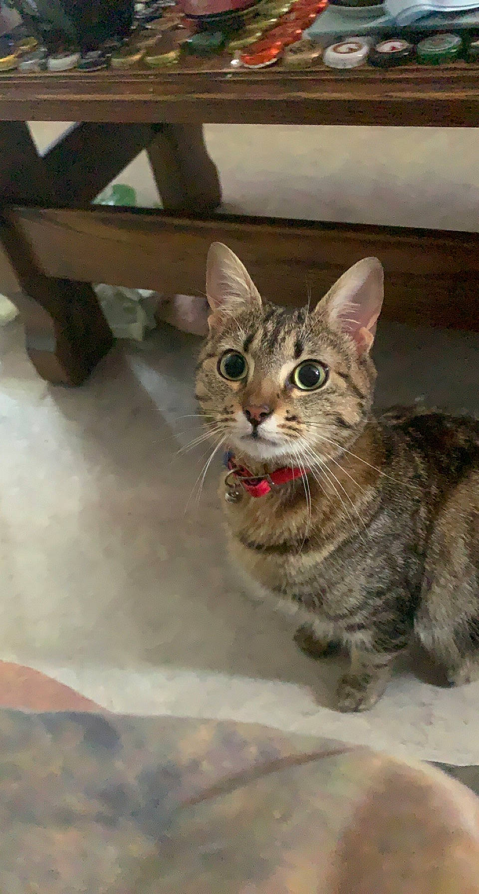 Calipso a rejoint le concours — aidez-le/la à gagner de superbes lots ! carnivore, cat, claw, domestic_short_haired_cat, door, eye, felidae, fur, paw, sitting, small_to_medium_sized_cats, snout, tail, terrestrial_animal, tree, whiskers, wildlife, window