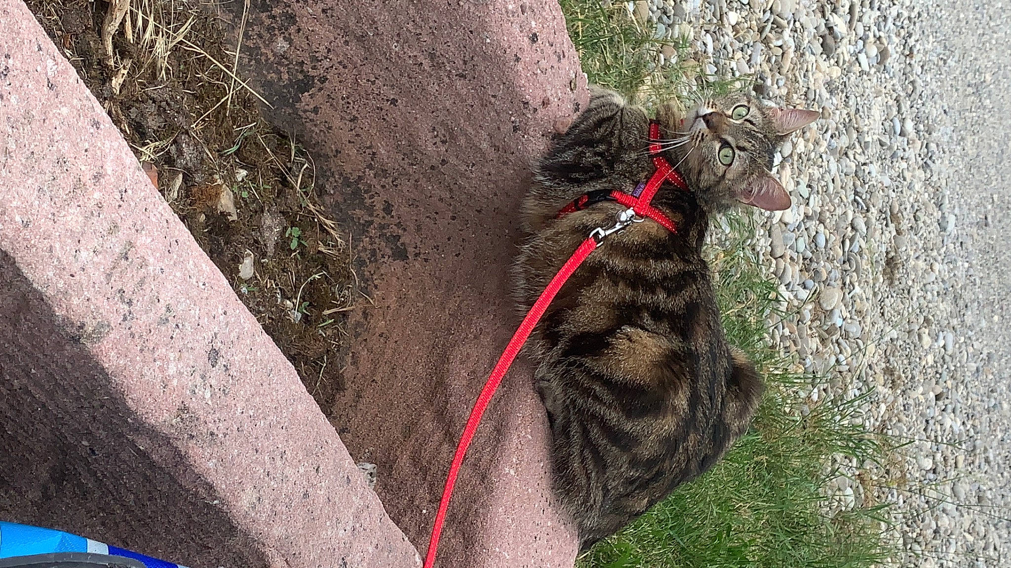 Calipso a rejoint le concours — aidez-le/la à gagner de superbes lots ! carnivore, cat, collar, dog_breed, dog_collar, domestic_short_haired_cat, fashion_accessory, felidae, fur, grass, leash, pet_supply, plant, small_to_medium_sized_cats, soil, sporting_group, tail, terrestrial_animal, whiskers, working_animal