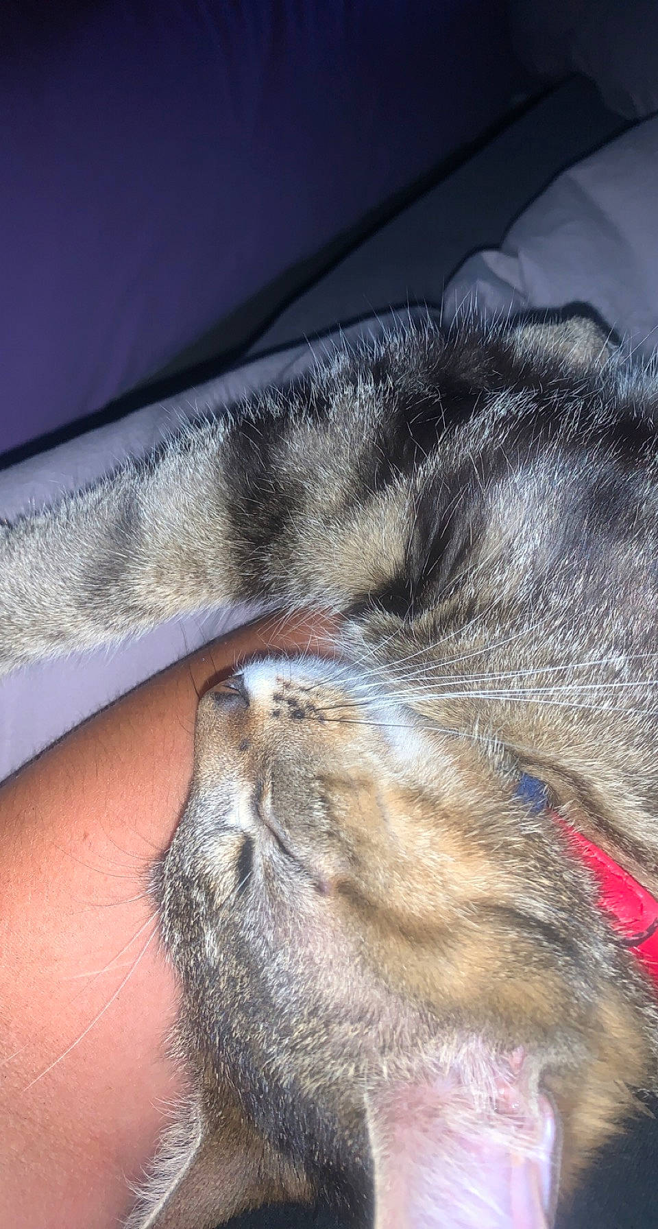 Calipso participe au concours pour gagner de l'argent avec cette photo : carnivore, cat, claw, close_up, comfort, domestic_short_haired_cat, eye, fawn, felidae, foot, fur, grey, human_leg, nap, paw, small_to_medium_sized_cats, snout, tail, whiskers, wildlife