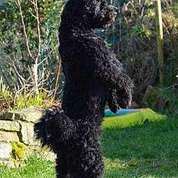 Meeksi Felálló-fül?