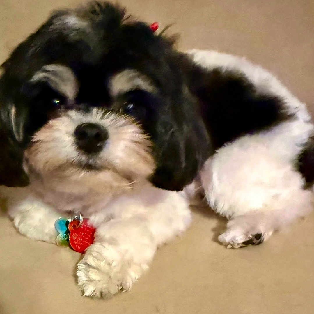 Bella