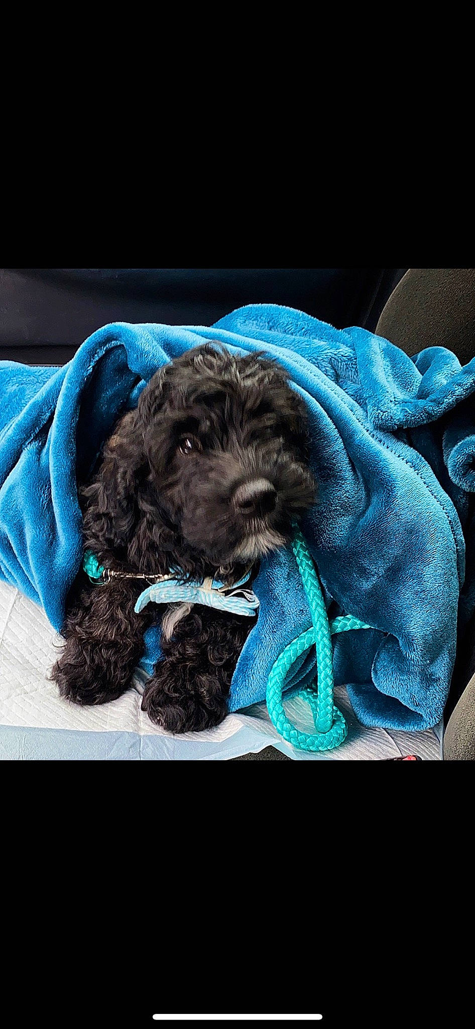Remi is registered to the contest to win money with this photo: barbet, bolonka, canidae, carnivore, cavapoo, cockapoo, companion_dog, dog, dog_breed, goldendoodle, labradoodle, lagotto_romagnolo, mammal, portuguese_water_dog, puppy, schnoodle, spanish_water_dog, sporting_group, toy_poodle, vertebrate