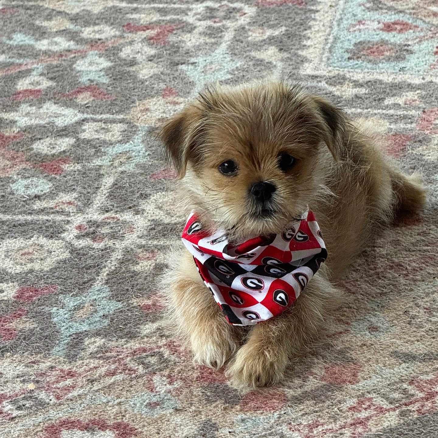 Munson is registered to the contest to win money with this photo: adorable, animal, bandana, brown, carpet, companion, cute, dog, domestic_animal, fluffy, fur, indoor, laying_down, patterned_rug, pet, portrait, puppy, resting, small_dog, young