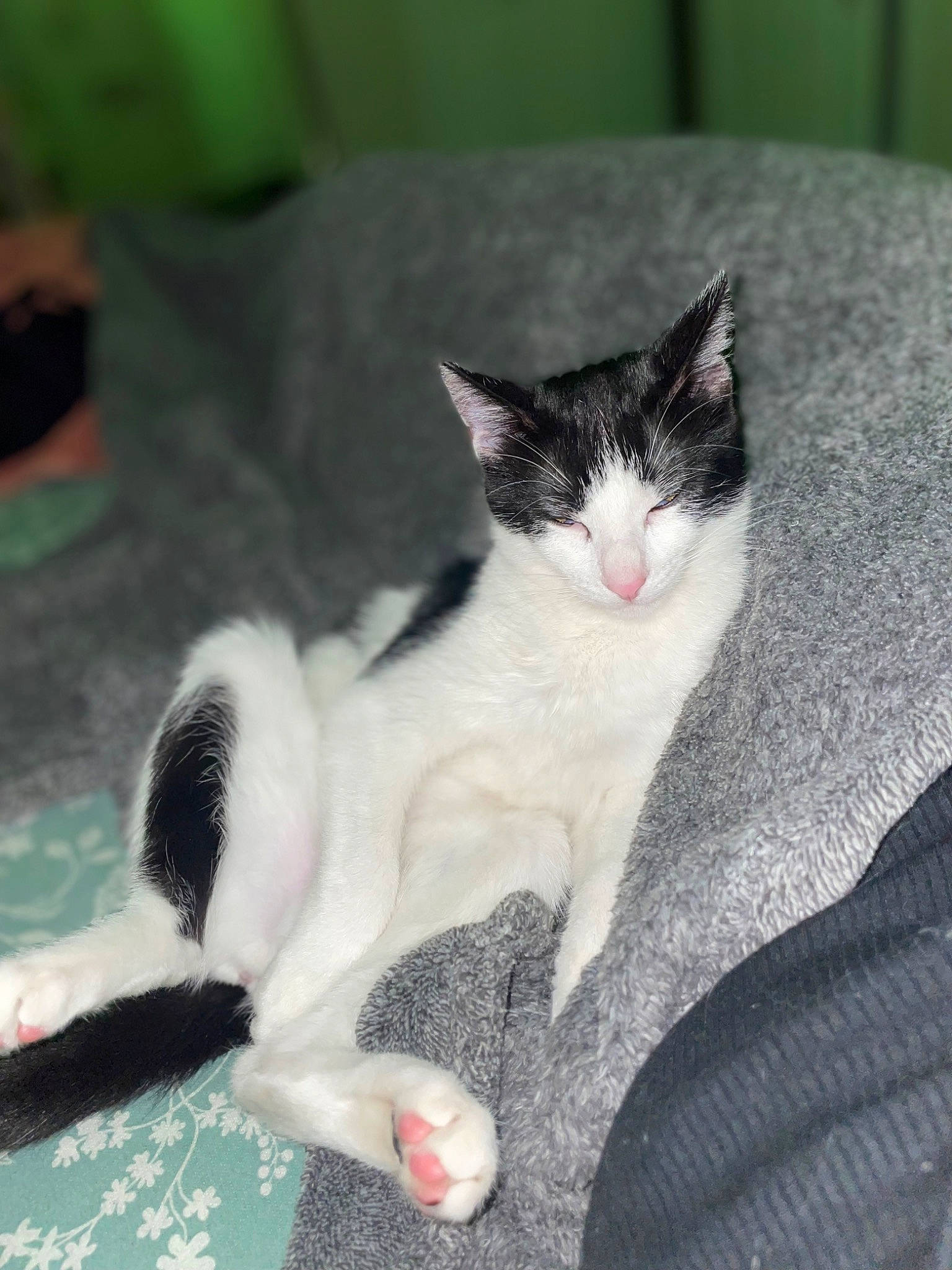 Lunar joined the competition — help win amazing prizes! carnivore, cat, cat_supply, claw, comfort, domestic_short_haired_cat, eye, felidae, foot, fur, paw, pet_supply, sitting, small_to_medium_sized_cats, snout, tail, whiskers