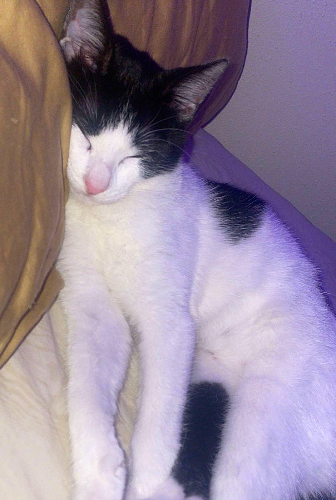 Lunar is registered to the contest to win money with this photo: carnivore, cat, claw, comfort, domestic_short_haired_cat, felidae, formal_wear, fur, lap, paw, small_to_medium_sized_cats, snout, tail, whiskers