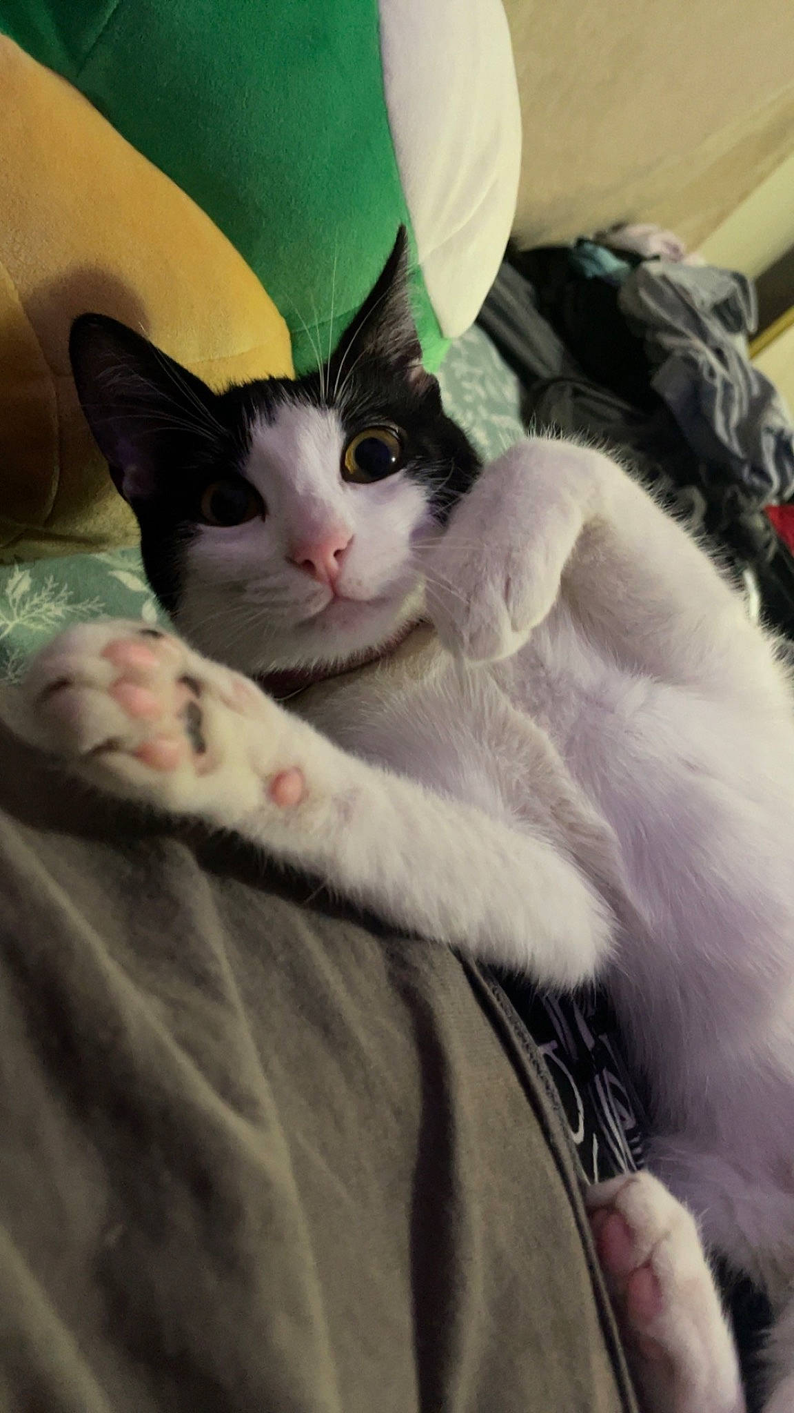 Lunar joined the competition — help win amazing prizes! carnivore, cat, comfort, domestic_short_haired_cat, eye, felidae, fur, head, human_body, iris, lap, linens, nap, paw, small_to_medium_sized_cats, snout, tail, whiskers