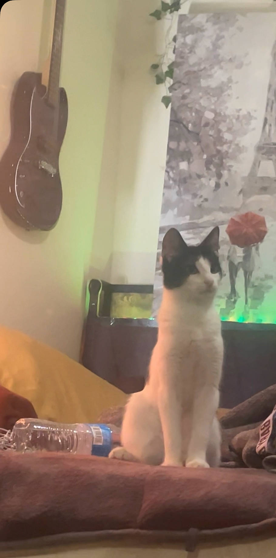 Lunar is registered to the contest to win money with this photo: carnivore, cat, comfort, domestic_short_haired_cat, felidae, fur, guitar, guitar_accessory, light, musical_instrument, plant, plucked_string_instruments, room, small_to_medium_sized_cats, string_instrument, string_instrument_accessory, tail, whiskers, window, wood