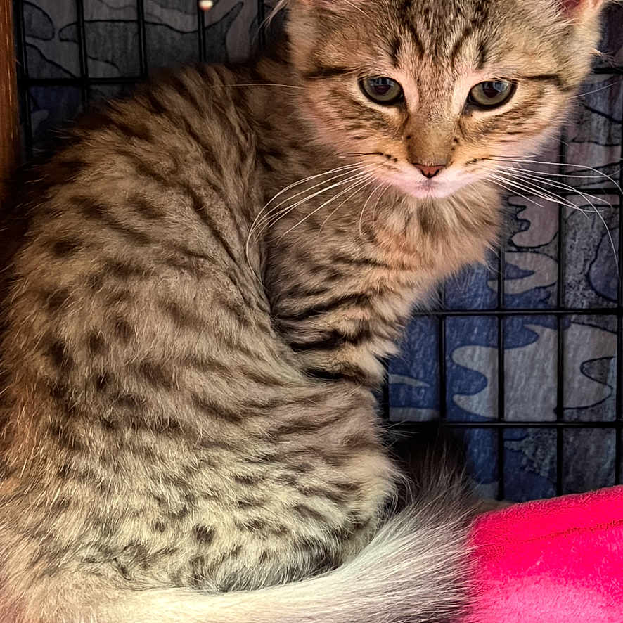 Asia joined the competition — help win amazing prizes! animal, cat, closeup, curled_up, cute, domestic_cat, ears, feline, fur, indoor, kitten, pet, pink_blanket, portrait, resting, soft_fur, spots, tail, whiskers, young