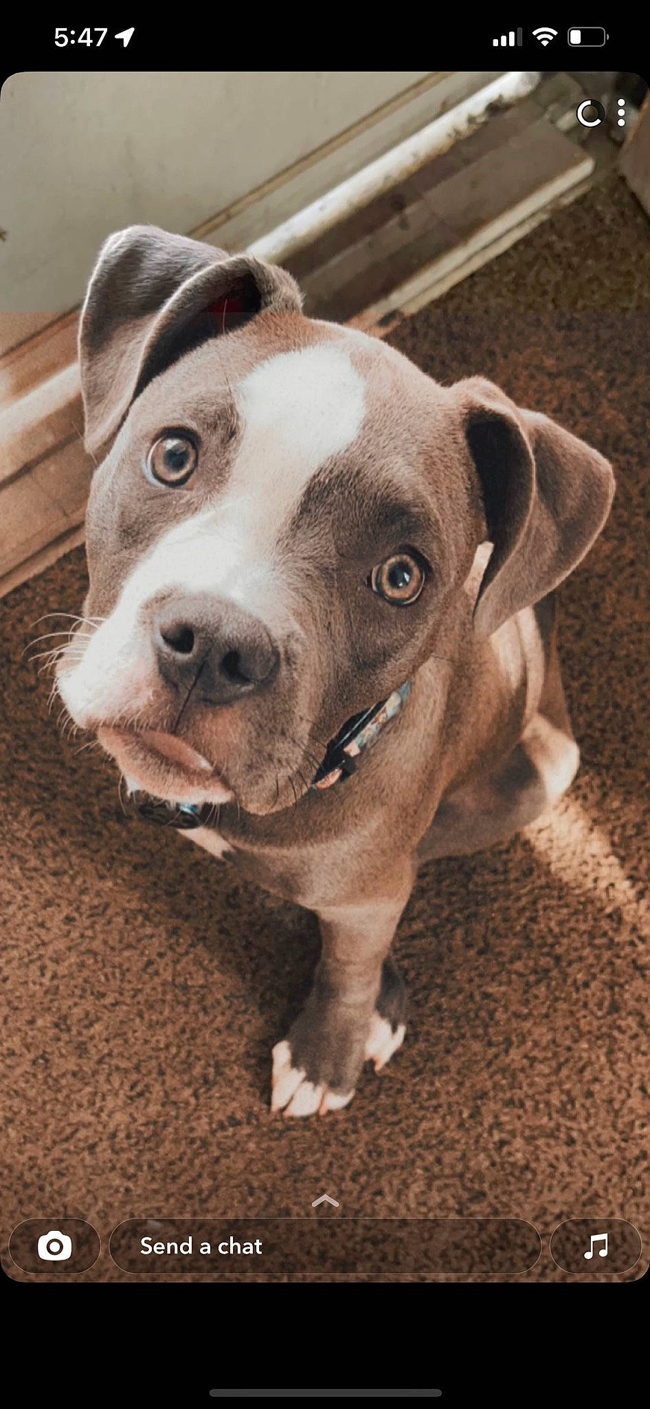 Harmony is registered to the contest to win money with this photo: ancient_dog_breeds, canidae, carnivore, collar, companion_dog, dog, dog_breed, dog_collar, fawn, fur, metal, non_sporting_group, pet_supply, selfie, sporting_group, whiskers, working_animal, wrinkle