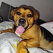 Popote participe au concours pour gagner de l'argent avec cette photo : dog, pet, bed, tongue_out, brown_fur, black_fur, indoor, canine, resting, close_up, cute, animal, fur, nose, ears, paw, relaxed, domestic_animal, sleeping_area, comfort