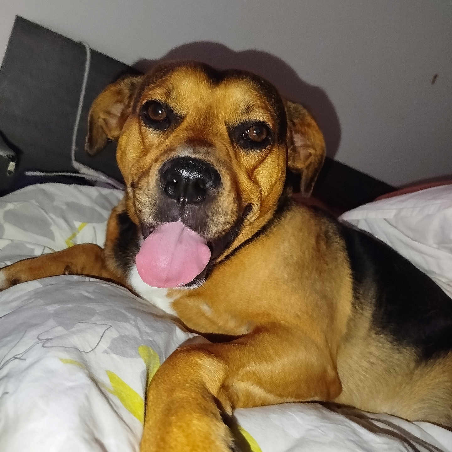 Popote participe au concours pour gagner de l'argent avec cette photo : animal, bed, black_fur, brown_fur, canine, close_up, comfort, cute, dog, domestic_animal, ears, fur, indoor, nose, paw, pet, relaxed, resting, sleeping_area, tongue_out