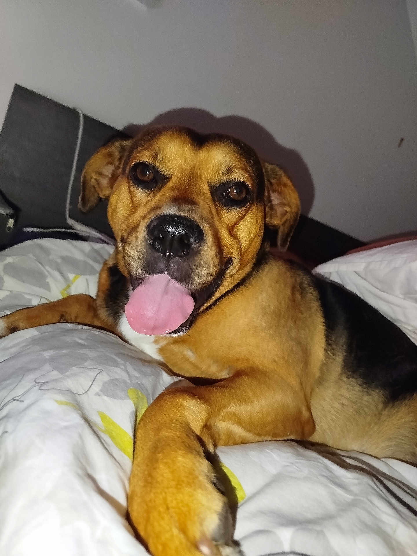 Popote participe au concours pour gagner de l'argent avec cette photo : dog, pet, bed, tongue_out, brown_fur, black_fur, indoor, canine, resting, close_up, cute, animal, fur, nose, ears, paw, relaxed, domestic_animal, sleeping_area, comfort