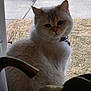 cat, pet, window, outdoor, grass, yard, sidewalk, collar, furry, whiskers, ears, portrait, backlit, reflection, faucet, indoor, windowsill, bored_expression, white_fur, closeup
