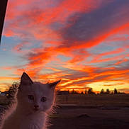 Bellka joined the competition — help win amazing prizes! kitten, cat, sunset, sky, clouds, orange, pink, outdoor, animal, pet, cute, fluffy, nature, silhouette, evening, field, fence, grass, portrait, young