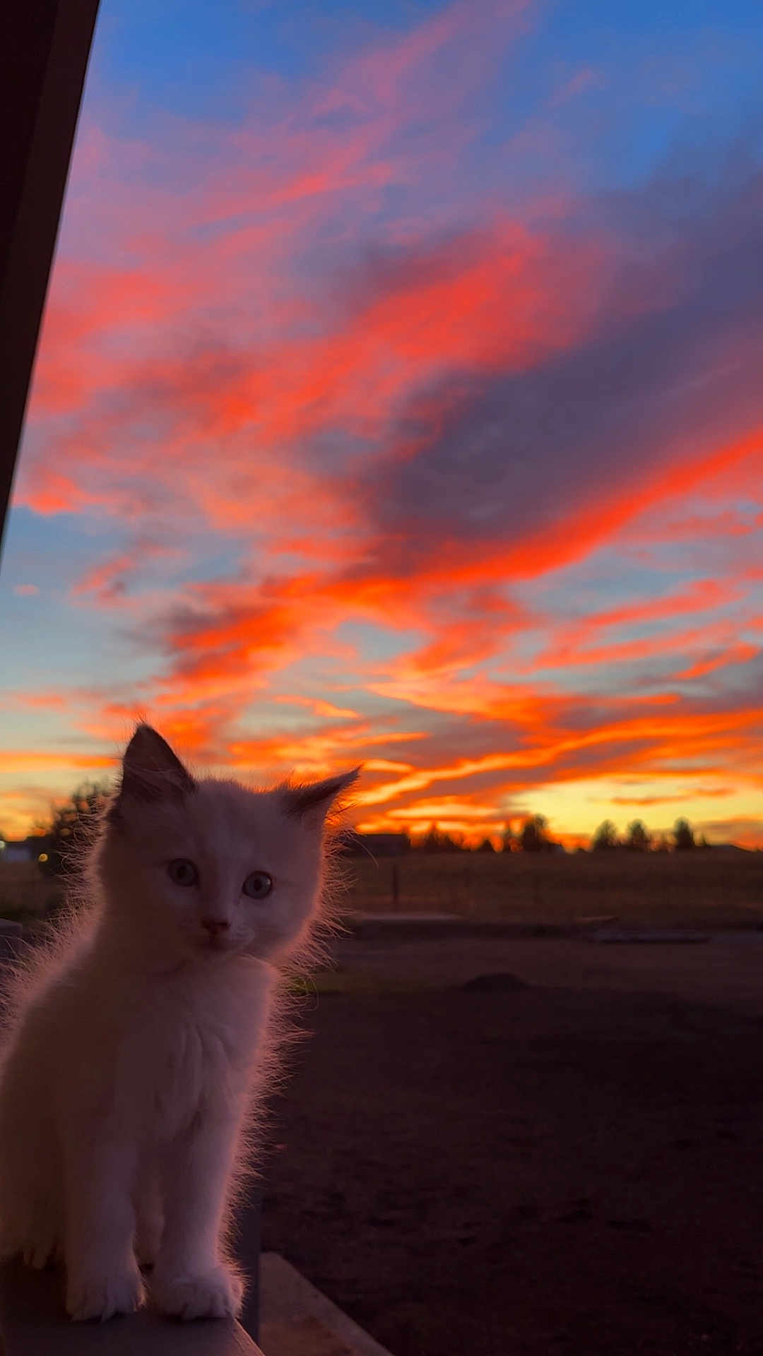 Bellka joined the competition — help win amazing prizes! kitten, cat, sunset, sky, clouds, orange, pink, outdoor, animal, pet, cute, fluffy, nature, silhouette, evening, field, fence, grass, portrait, young