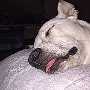 Lily joined the competition — help win amazing prizes! dog, sleeping, tongue_out, white_dog, close_up, pet, indoor, blanket, resting, cute, animal, face, cozy, fur, nostrils, ears, snout, quiet, peaceful, relaxed