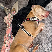 Nyla joined the competition — help win amazing prizes! dog, sleeping, blanket, pink, harness, bed, pillow, indoor, pet, resting, cozy, fur, canine, comfort, animal, cute, nap, home, texture, soft