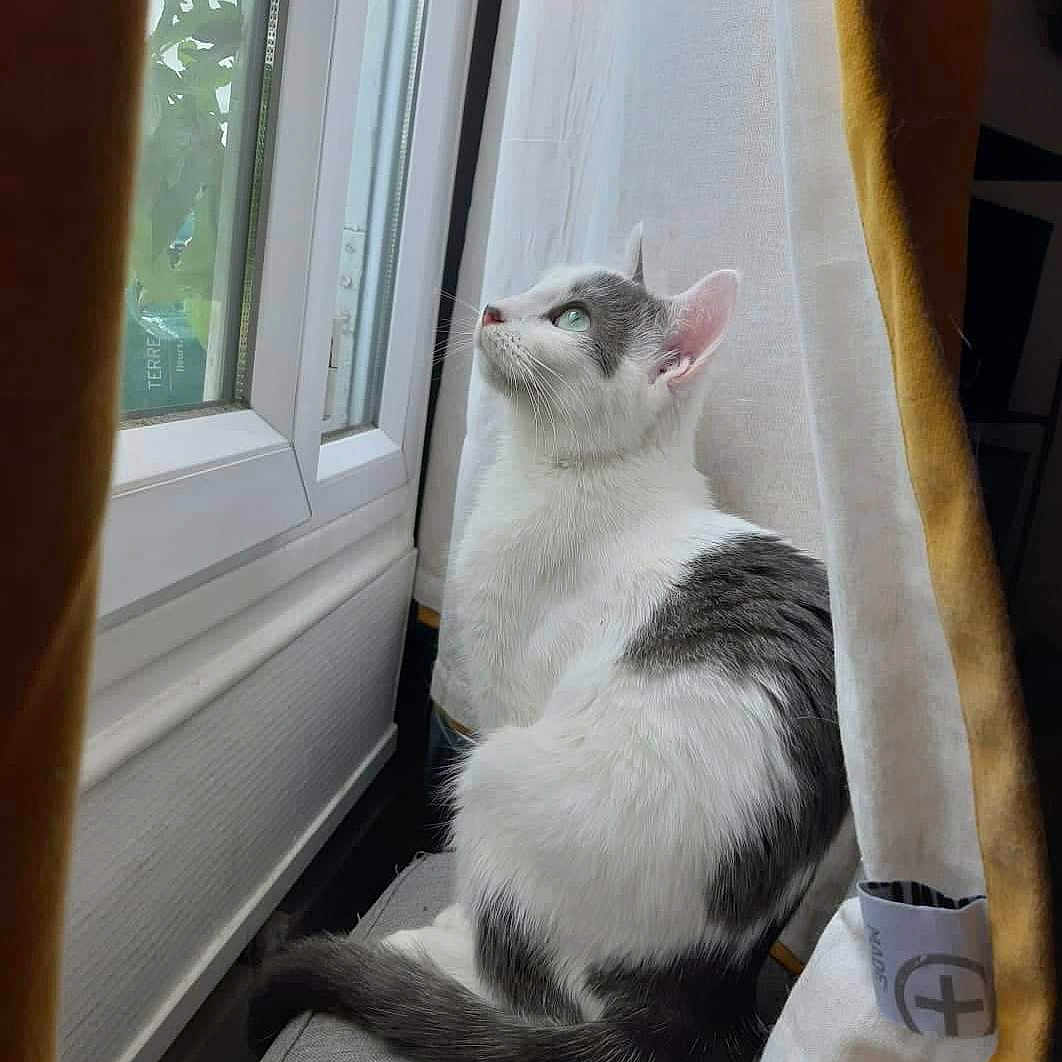 Perle participe au concours pour gagner de l'argent avec cette photo : abyssinian, angora, animal, cat, curtain, kitten, manx, pet, window, windowsill