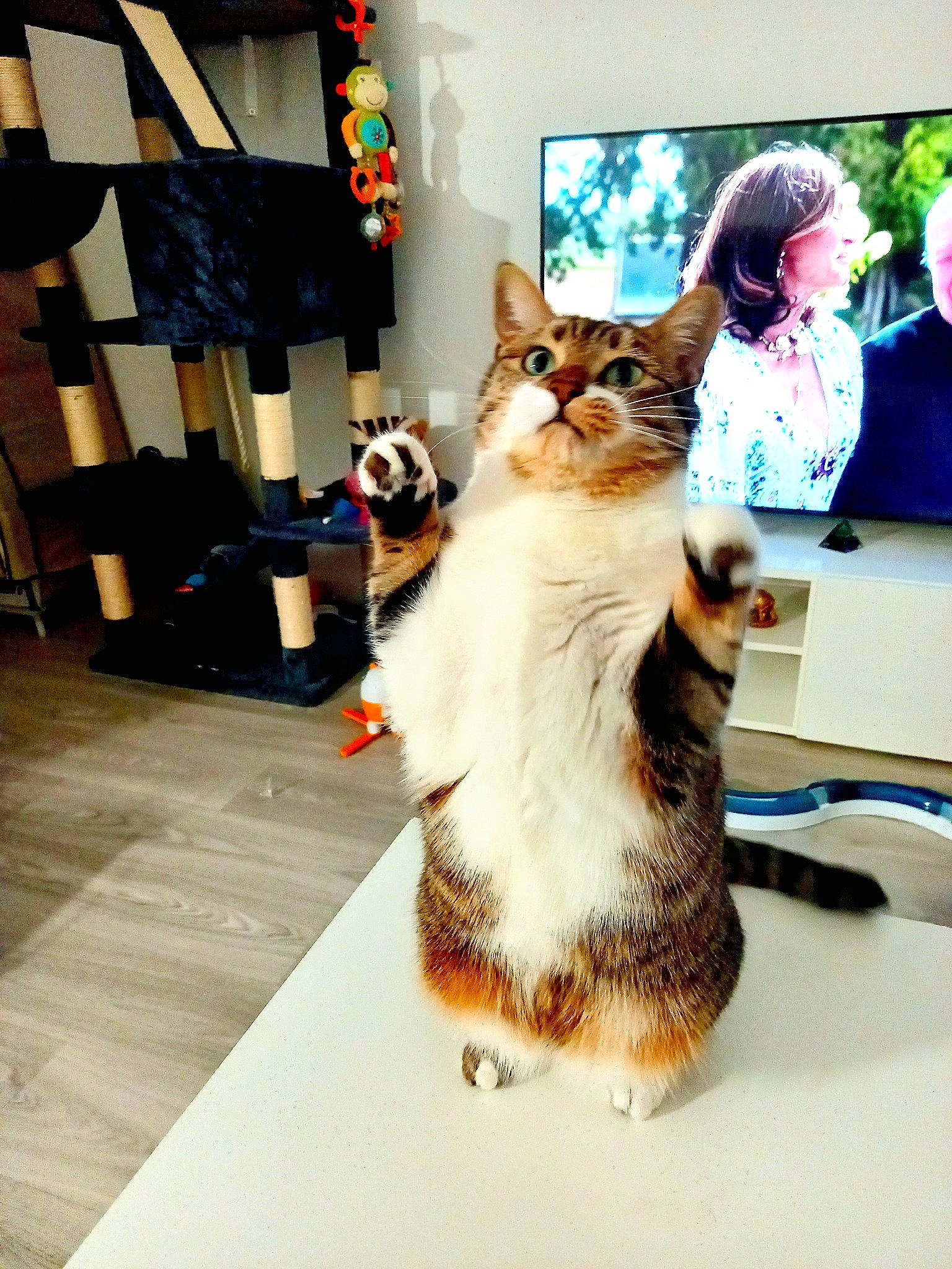 Hades participe au concours pour gagner de l'argent avec cette photo : carnivore, cat, chair, curtain, domestic_short_haired_cat, event, fashion_design, felidae, flag, flooring, formal_wear, fur, room, small_to_medium_sized_cats, suit, whiskers