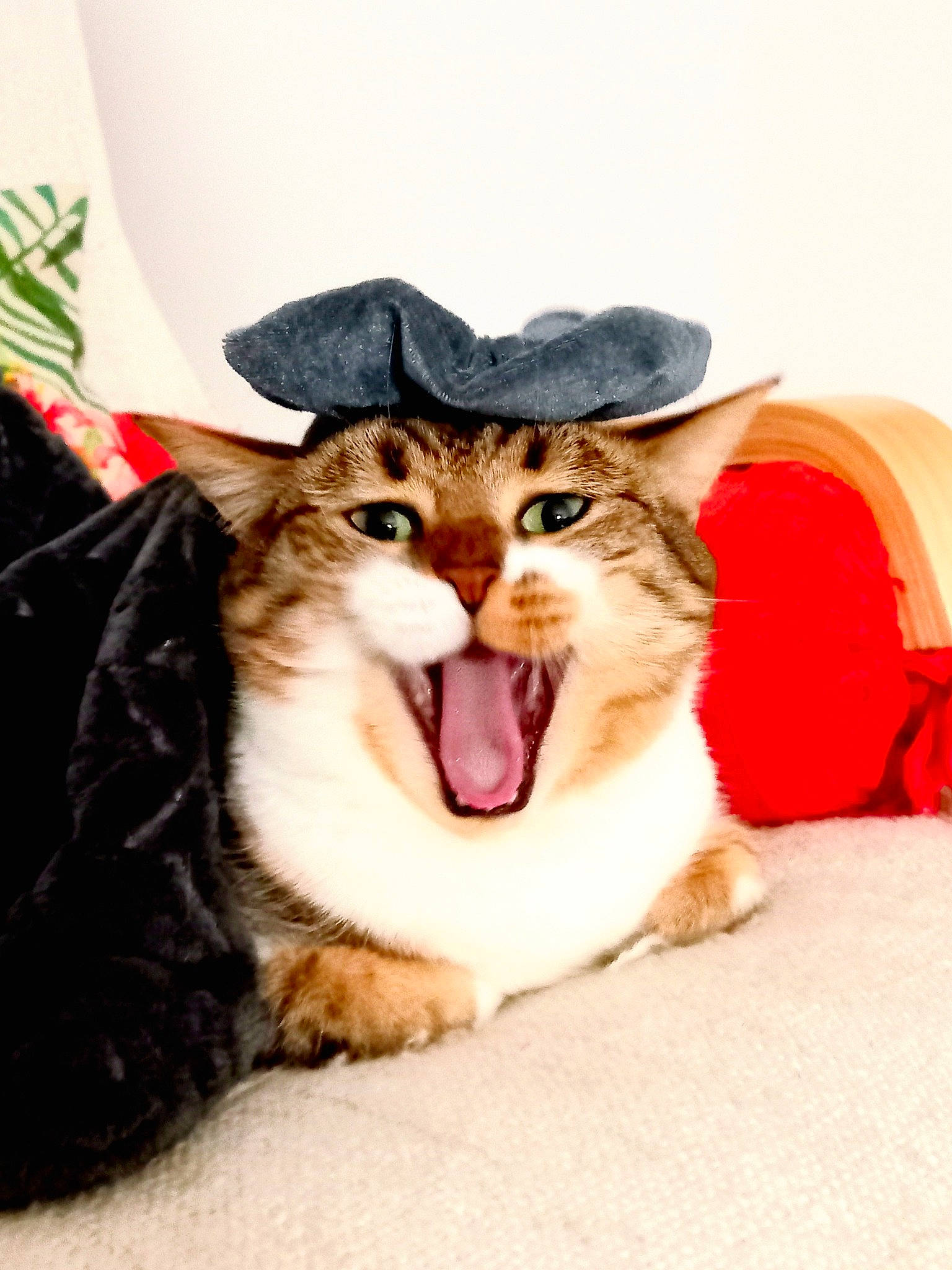 Hades a rejoint le concours — aidez-le/la à gagner de superbes lots ! cap, carnivore, cat, comfort, companion_dog, dog_breed, domestic_short_haired_cat, fang, felidae, fur, gesture, happy, hat, jaw, paw, small_to_medium_sized_cats, smile, snout, whiskers, yawn