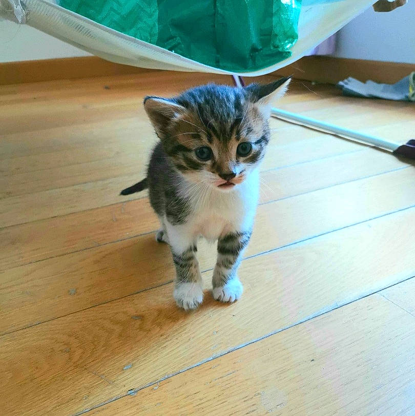 Hades participe au concours pour gagner de l'argent avec cette photo : carnivore, cat, domestic_short_haired_cat, fawn, felidae, floor, flooring, fur, grass, hardwood, laminate_flooring, paw, small_to_medium_sized_cats, snout, tail, varnish, whiskers, wood, wood_flooring, wood_stain