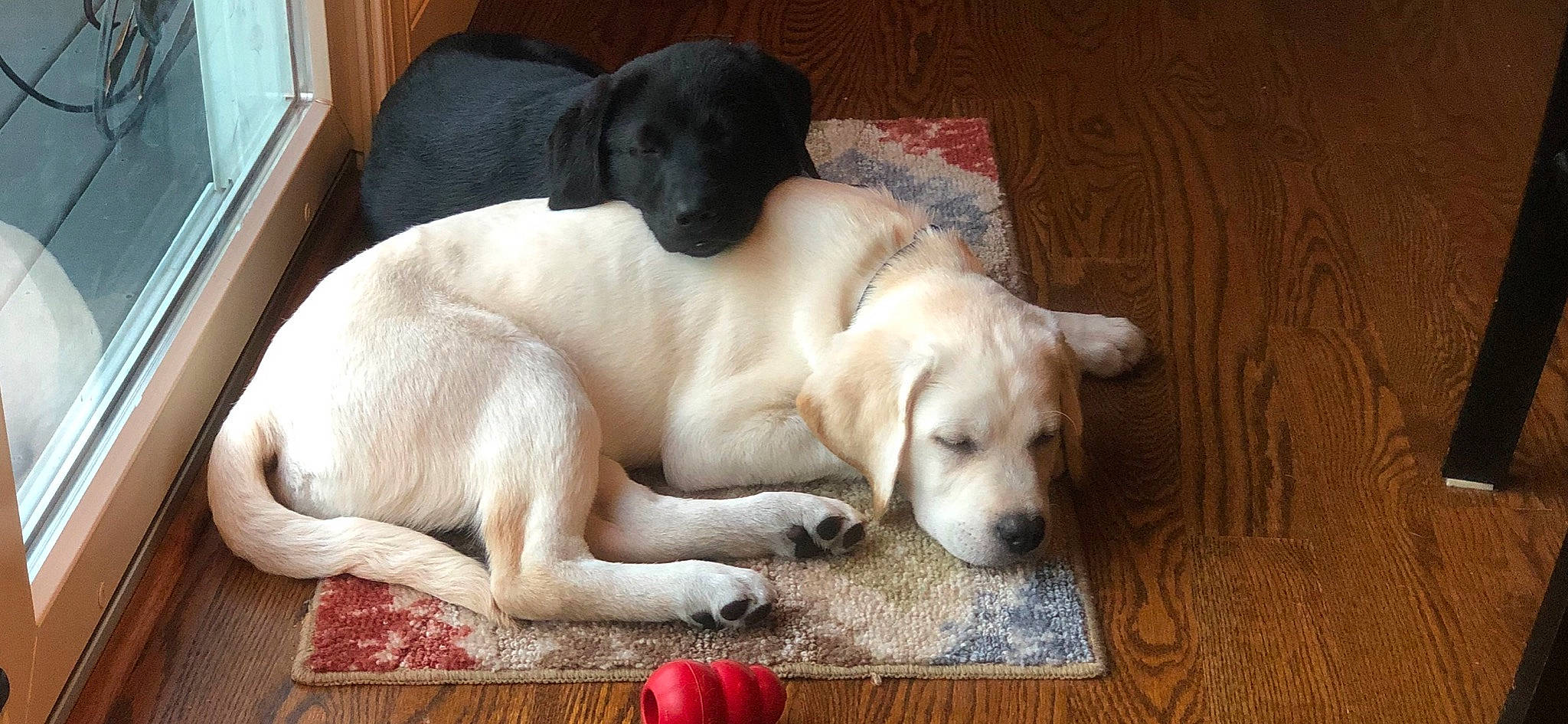 Bo And Luke joined the competition — help win amazing prizes! akbash_dog, anatolian_shepherd_dog, beagador, canidae, carnivore, companion_dog, dog, dog_breed, fawn, labrador_retriever, mammal, puppy, retriever, snout, sporting_group, tail, vertebrate