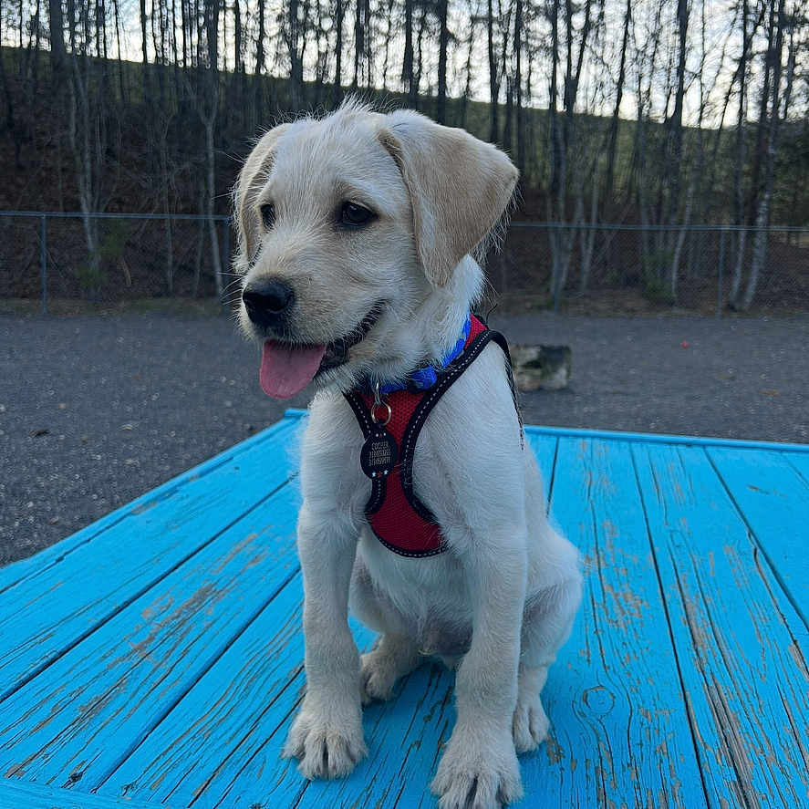 Cooper is registered to the contest to win money with this photo: accessories, animal, boardwalk, bridge, bulldog, canine, collar, dog, goldenretriever, hound, labradorretriever, leash, outdoors, pet, plant, puppy, strap, tree, whitedog, wood